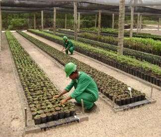 Viveiro de Mudas na Reserva do Paiva