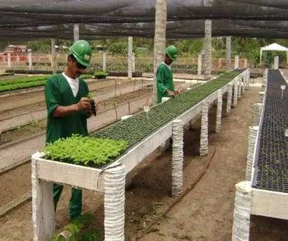 Viveiro de Mudas na Reserva do Paiva